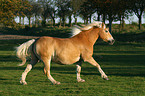 galoppierender Haflinger