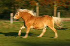 galoppierender Haflinger