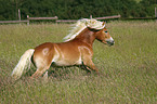 galoppierender Haflinger