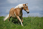 rennender Haflinger