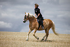rennender Haflinger