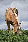 Haflinger