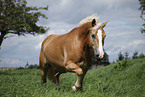 trabender Haflinger