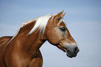 Haflinger Portrait