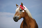 Haflinger Portrait