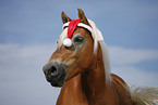 Haflinger Portrait