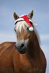 Haflinger Portrait