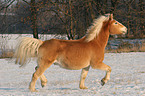 trabender Haflinger