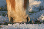 Haflinger Maul