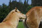 Haflinger Fohlen