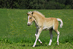 Haflinger Fohlen