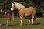 Kind und Haflinger