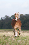 galoppierender Haflinger