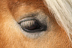 Haflinger Auge