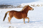 trabender Haflinger