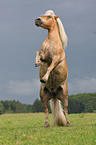 steigender Haflinger