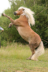 steigender Haflinger