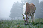 grasender Haflinger