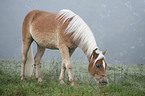 grasender Haflinger