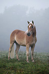 Haflinger