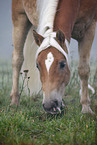 grasender Haflinger