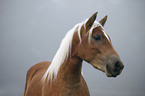 Haflinger Portrait