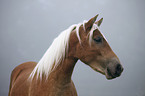 Haflinger Portrait