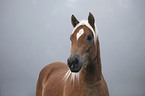 Haflinger Portrait