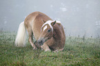 Haflinger legt sich hin