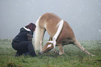 Frau mit Haflinger