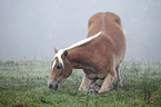 Haflinger zeigt Kunststck