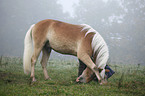 Haflinger zeigt Kunststck