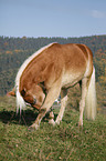Haflinger zeigt Kunststck