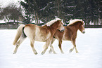 rennende Haflinger
