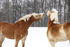spielende Haflinger