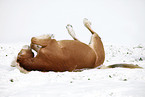 wlzender Haflinger
