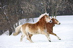 rennende Haflinger