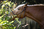 Haflinger Portrait