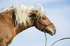 Haflinger Wallach schttelt Kopf