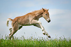 Haflinger Fohlen