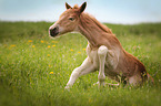 Haflinger Fohlen