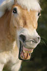 Haflinger Portrait