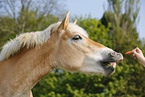 Haflinger Portrait