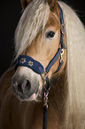 Haflinger Portrait