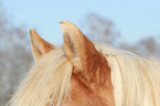 Haflinger Ohren