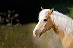 Haflinger Portrait