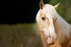 Haflinger Portrait