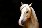 Haflinger Portrait