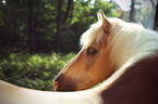 Haflinger Portrait