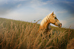 Haflinger Portrait